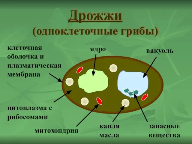 Дрожжи (одноклеточные грибы) ядро капля масла цитоплазма с рибосомами вакуоль клеточная