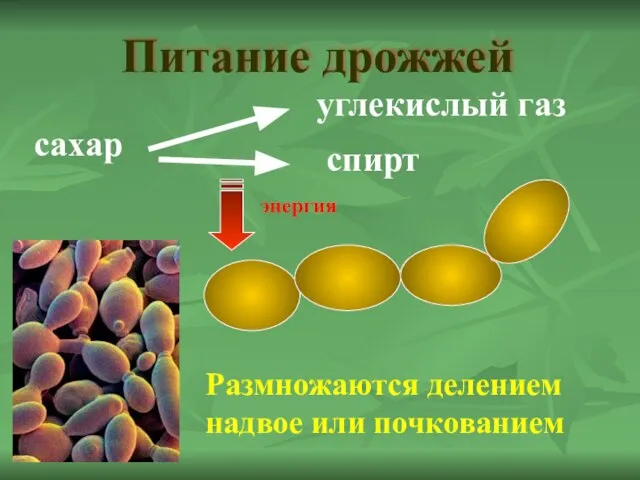 Питание дрожжей сахар углекислый газ спирт энергия Размножаются делением надвое или почкованием