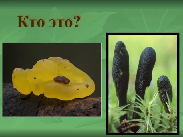 Кто это?