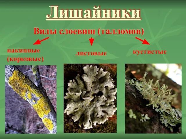 Лишайники Виды слоевищ (талломов) накипные (корковые) листовые кустистые