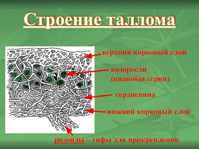 Строение таллома верхний корковый слой нижний корковый слой сердцевина водоросли (цианобактерии) ризоиды – гифы для прикрепления