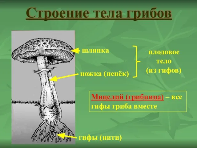 Строение тела грибов ножка (пенёк) шляпка гифы (нити) плодовое тело (из