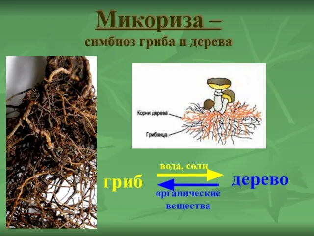 Микориза – симбиоз гриба и дерева гриб дерево вода, соли органические вещества