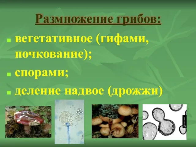 Размножение грибов: вегетативное (гифами, почкование); спорами; деление надвое (дрожжи)