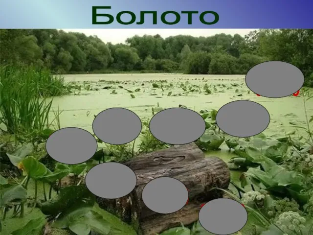 Болото 30+20 90-50 70+10 50+40 80-40 10-10 20-10 60+30