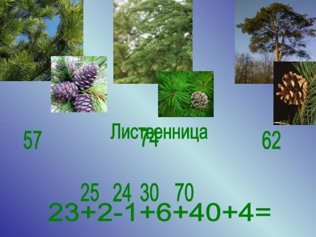 57 62 74 23+2-1+6+40+4= 25 24 30 70 Лиственница