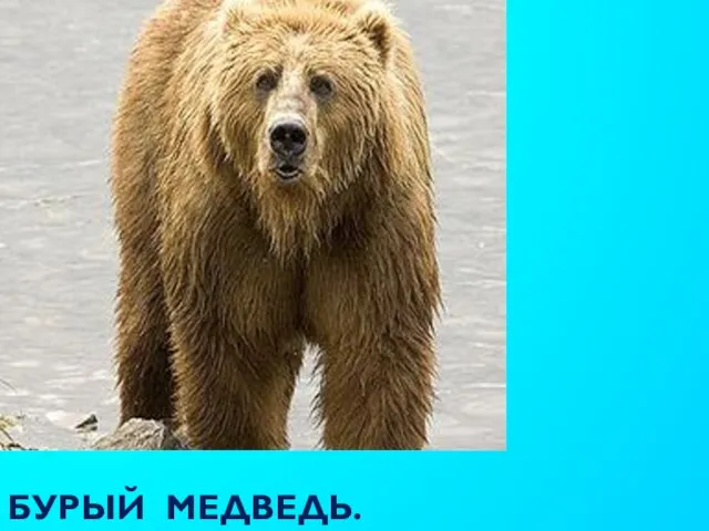 БУРЫЙ МЕДВЕДЬ.