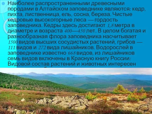 Наиболее распространенными древесными породами в Алтайском заповеднике являются: кедр, пихта, лиственница,