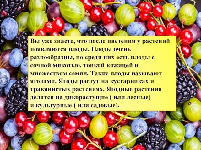 Вы уже знаете, что после цветения у растений появляются плоды. Плоды