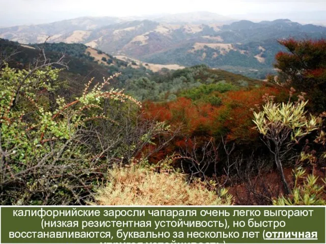 калифорнийский лес из секвойи довольно устойчив к пожарам но если он