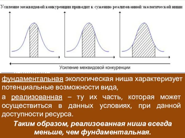 Фундаментальная экологическая ниша - весь набор условий, при которых вид может