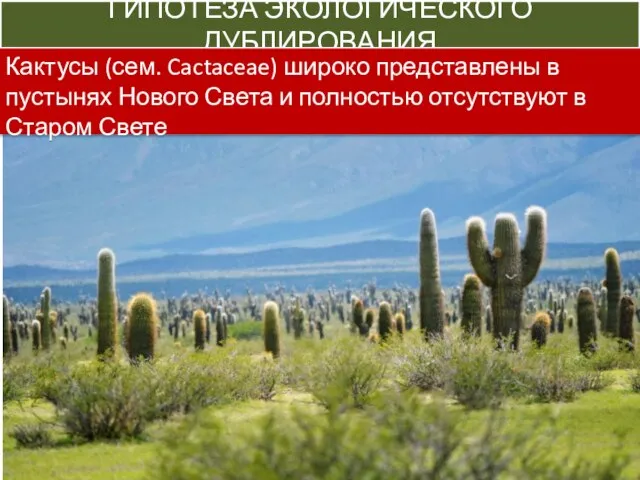 ГИПОТЕЗА ЭКОЛОГИЧЕСКОГО ДУБЛИРОВАНИЯ Кактусы (сем. Cactaceae) широко представлены в пустынях Нового