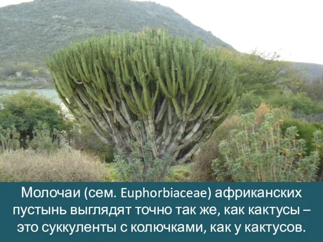 Молочаи (сем. Euphorbiaceae) африканских пустынь выглядят точно так же, как кактусы