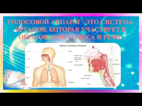 ГОЛОСОВОЙ АППАРАТ –ЭТО СИСТЕМА ОРГАНОВ, КОТОРАЯ УЧАСТВУЕТ В ОБРАЗОВАНИИ ГОЛОСА И РЕЧИ.