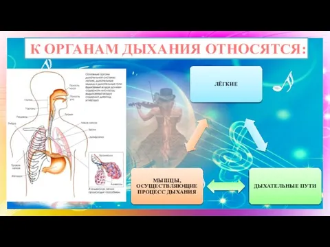 К ОРГАНАМ ДЫХАНИЯ ОТНОСЯТСЯ: