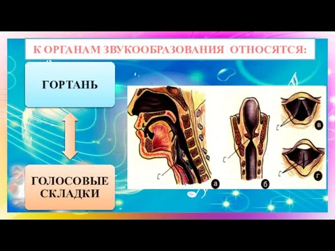 К ОРГАНАМ ЗВУКООБРАЗОВАНИЯ ОТНОСЯТСЯ: