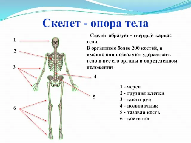 Скелет - опора тела Скелет образует - твердый каркас тела. В