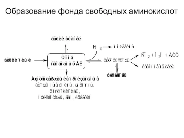 Образование фонда свободных аминокислот