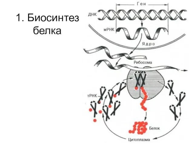 1. Биосинтез белка