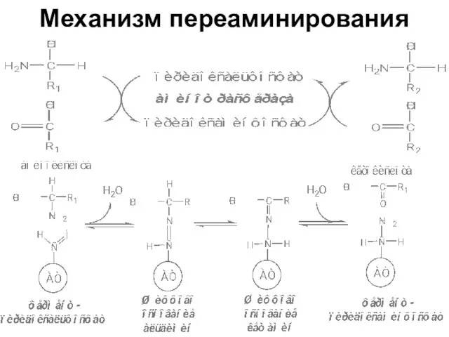 Механизм переаминирования