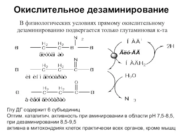 Окислительное дезаминирование В физиологических условиях прямому окислительному дезаминированию подвергается только глутаминовая