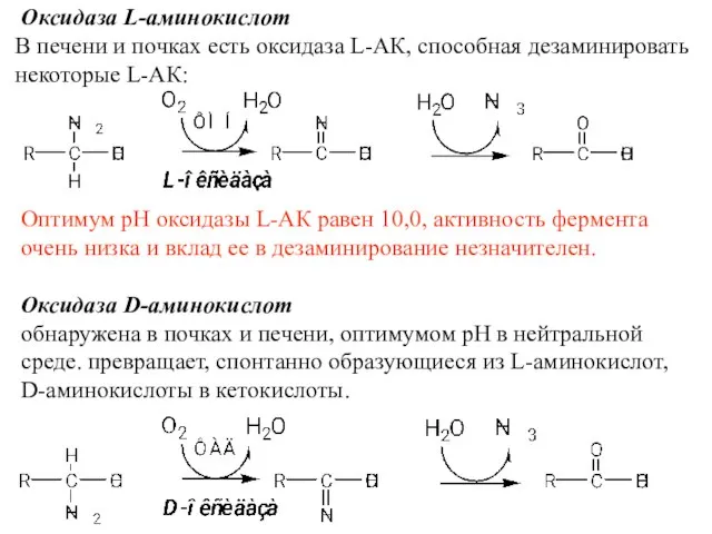 Оксидаза L-аминокислот В печени и почках есть оксидаза L-АК, способная дезаминировать