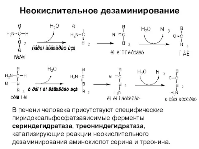 Неокислительное дезаминирование В печени человека присутствуют специфические пиридоксальфосфатзависимые ферменты сериндегидратаза, треониндегидратаза,