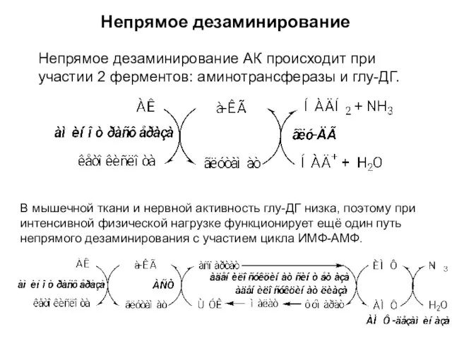 Непрямое дезаминирование В мышечной ткани и нервной активность глу-ДГ низка, поэтому