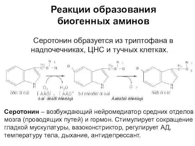 Реакции образования биогенных аминов Серотонин образуется из триптофана в надпочечниках, ЦНС