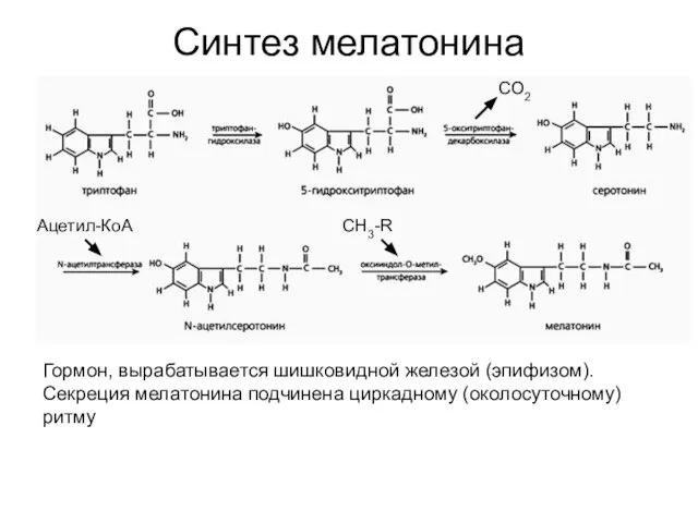 Синтез мелатонина Ацетил-КоА Гормон, вырабатывается шишковидной железой (эпифизом). Секреция мелатонина подчинена циркадному (околосуточному) ритму СО2 СН3-R