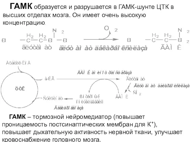 ГАМК образуется и разрушается в ГАМК-шунте ЦТК в высших отделах мозга.