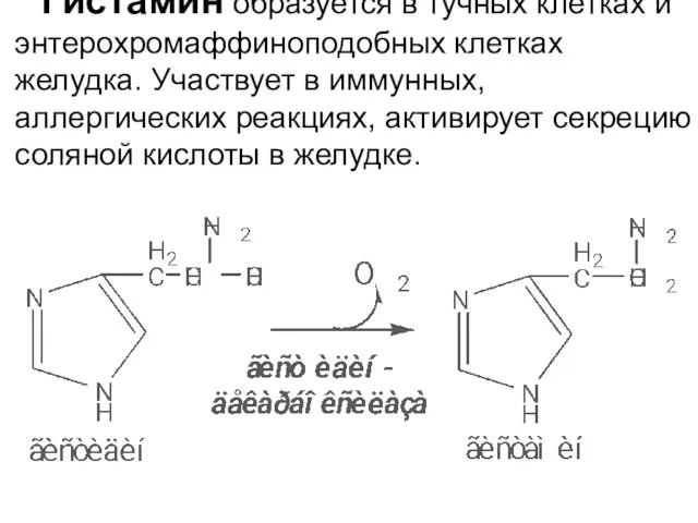 Гистамин образуется в тучных клетках и энтерохромаффиноподобных клетках желудка. Участвует в
