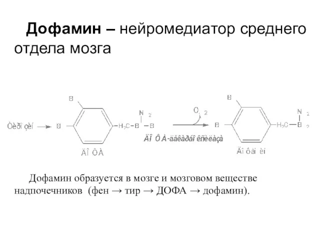 Дофамин образуется в мозге и мозговом веществе надпочечников (фен → тир