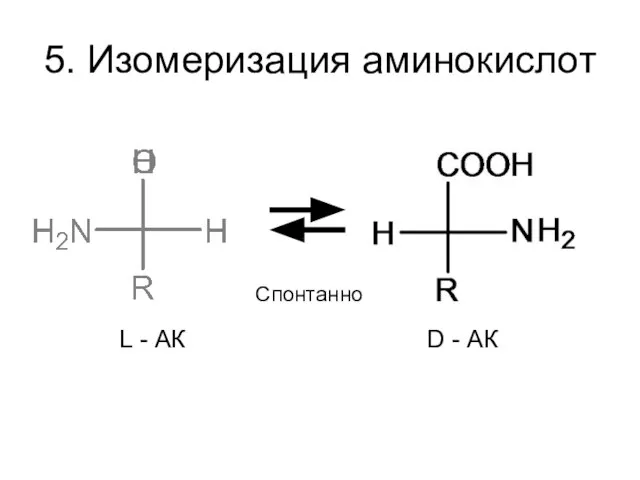5. Изомеризация аминокислот L - АК D - АК Спонтанно