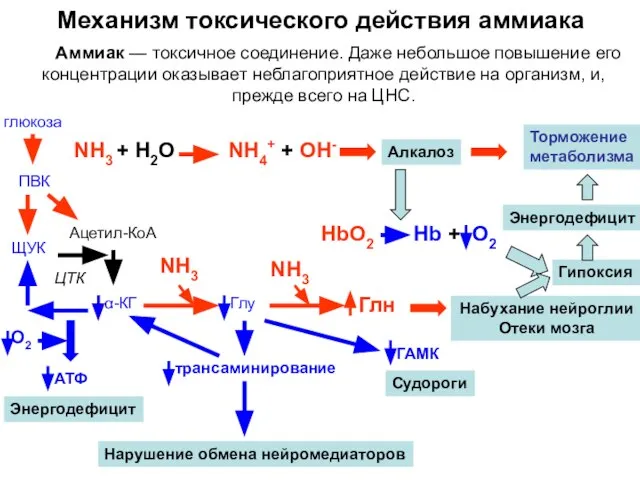 Механизм токсического действия аммиака Аммиак — токсичное соединение. Даже небольшое повышение