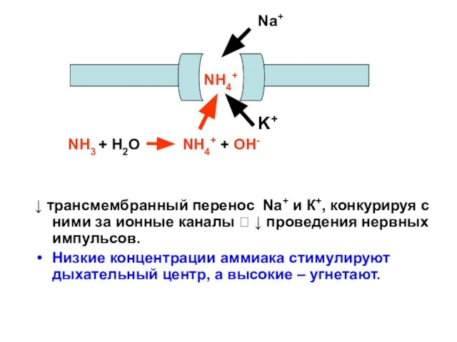 ↓ трансмембранный перенос Na+ и К+, конкурируя с ними за ионные