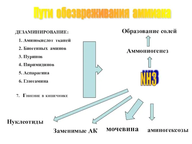 Пути обезвреживания аммиака NH3 Аммониогенез Образование солей аминогексозы мочевина Заменимые АК Нуклеотиды