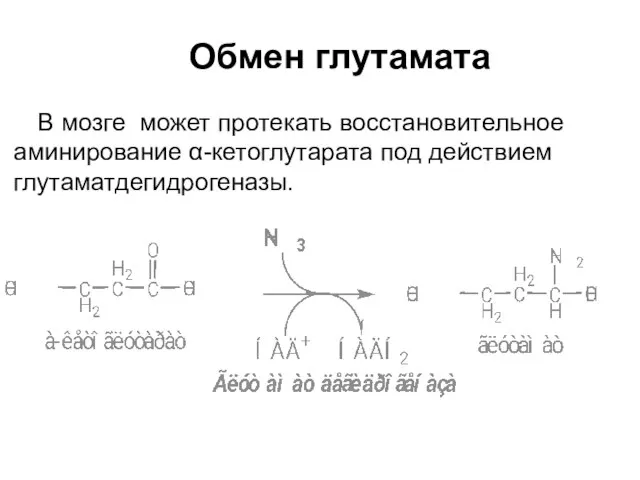 Обмен глутамата В мозге может протекать восстановительное аминирование α-кетоглутарата под действием глутаматдегидрогеназы.