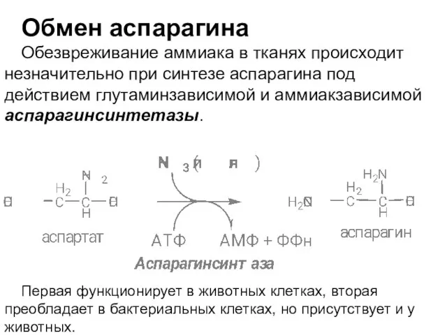 Обмен аспарагина Обезвреживание аммиака в тканях происходит незначительно при синтезе аспарагина