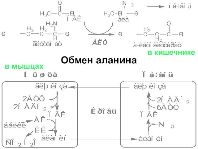 Обмен аланина в кишечнике в мышцах