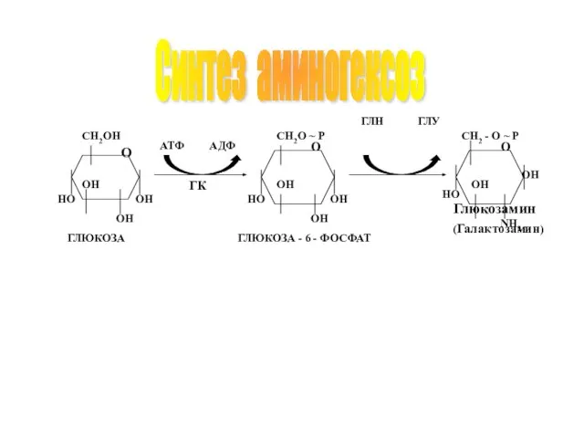 Синтез аминогексоз О ОН ОН ОН НО CH2OH O НО ОН