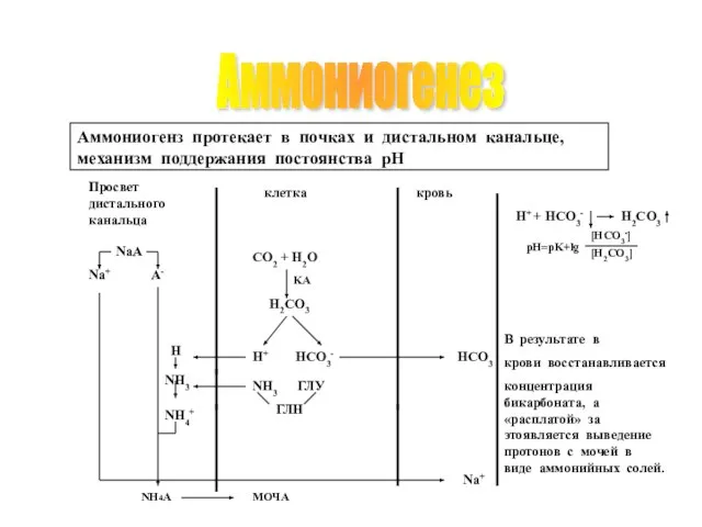 Аммониогенез H+ HCO3- Na+ В результате в крови восстанавливается концентрация бикарбоната,