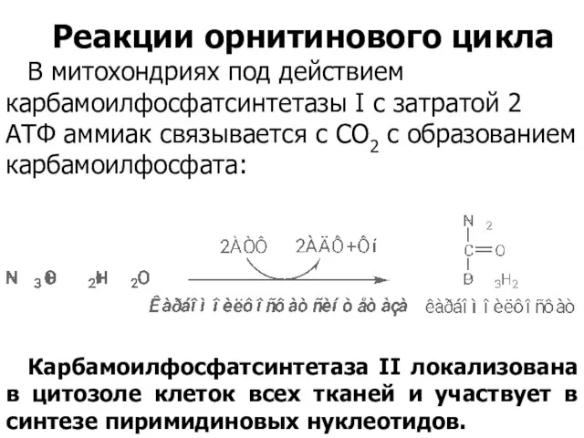 Реакции орнитинового цикла В митохондриях под действием карбамоилфосфатсинтетазы I с затратой