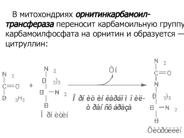 В митохондриях орнитинкарбамоил-трансфераза переносит карбамоильную группу карбамоилфосфата на орнитин и образуется — цитруллин: