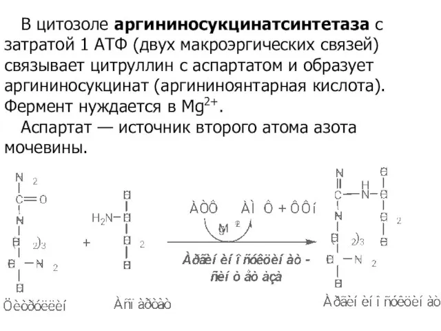 В цитозоле аргининосукцинатсинтетаза с затратой 1 АТФ (двух макроэргических связей) связывает