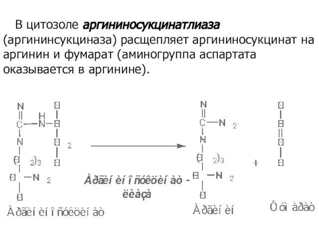 В цитозоле аргининосукцинатлиаза (аргининсукциназа) расщепляет аргининосукцинат на аргинин и фумарат (аминогруппа аспартата оказывается в аргинине).