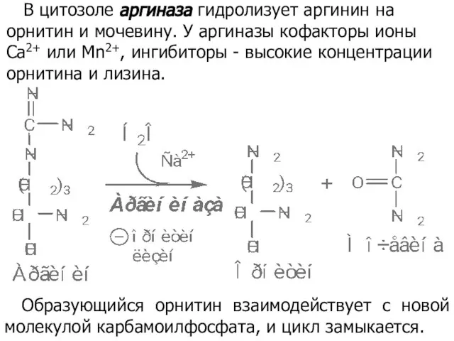 В цитозоле аргиназа гидролизует аргинин на орнитин и мочевину. У аргиназы