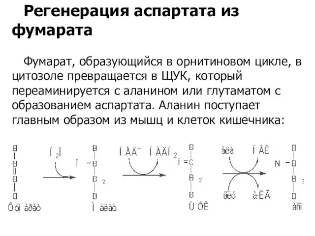 Регенерация аспартата из фумарата Фумарат, образующийся в орнитиновом цикле, в цитозоле