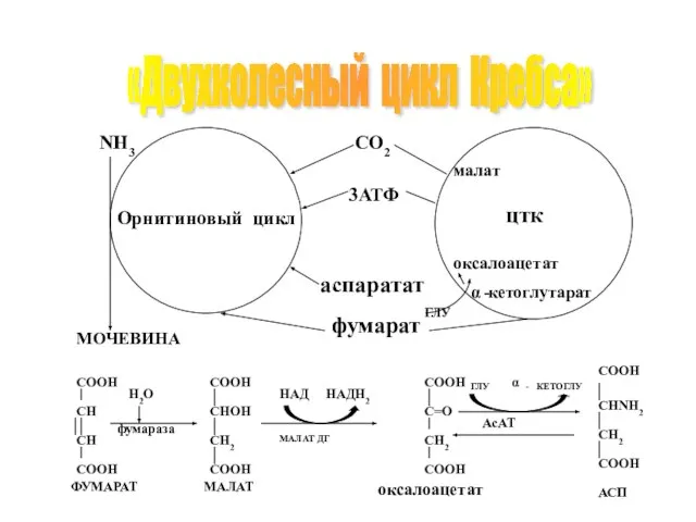 «Двухколесный цикл Кребса»