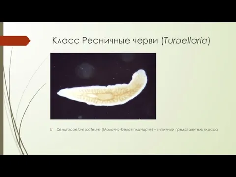 Класс Ресничные черви (Turbellaria) Dendrocoelum lacteum (Молочно-белая планария) – типичный представитель класса